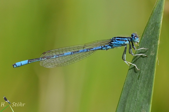 Gabel-Azurjungfer (Coenagrion scitulum)